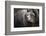 Brown Bear, Grizzly, Ursus Arctos, West Yellowstone, Montana-Maresa Pryor-Framed Photographic Print