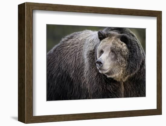 Brown Bear, Grizzly, Ursus Arctos, West Yellowstone, Montana-Maresa Pryor-Framed Photographic Print