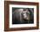 Brown Bear, Grizzly, Ursus Arctos, West Yellowstone, Montana-Maresa Pryor-Framed Photographic Print