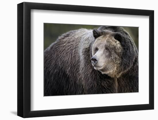 Brown Bear, Grizzly, Ursus Arctos, West Yellowstone, Montana-Maresa Pryor-Framed Photographic Print