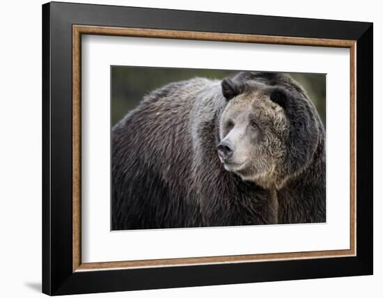 Brown Bear, Grizzly, Ursus Arctos, West Yellowstone, Montana-Maresa Pryor-Framed Photographic Print