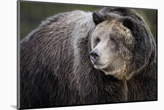 Brown Bear, Grizzly, Ursus Arctos, West Yellowstone, Montana-Maresa Pryor-Mounted Photographic Print