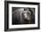 Brown Bear, Grizzly, Ursus Arctos, West Yellowstone, Montana-Maresa Pryor-Framed Photographic Print