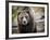 Brown Bear, Grizzly, Ursus Arctos, West Yellowstone, Montana-Maresa Pryor-Framed Photographic Print