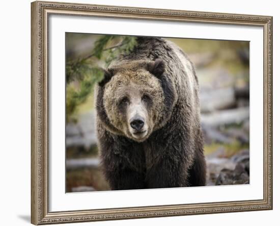 Brown Bear, Grizzly, Ursus Arctos, West Yellowstone, Montana-Maresa Pryor-Framed Photographic Print