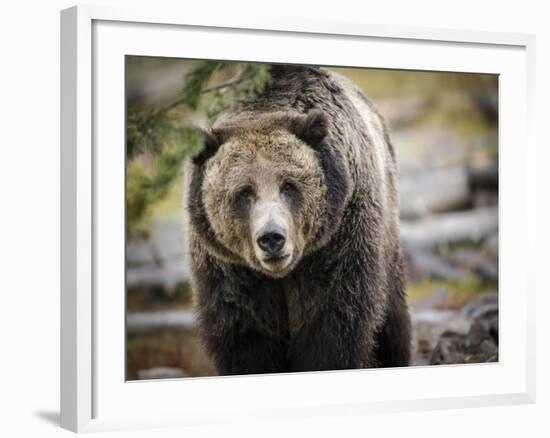 Brown Bear, Grizzly, Ursus Arctos, West Yellowstone, Montana-Maresa Pryor-Framed Photographic Print