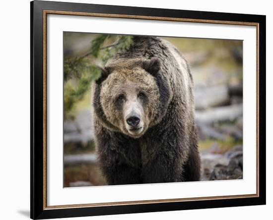 Brown Bear, Grizzly, Ursus Arctos, West Yellowstone, Montana-Maresa Pryor-Framed Photographic Print