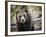 Brown Bear, Grizzly, Ursus Arctos, West Yellowstone, Montana-Maresa Pryor-Framed Photographic Print