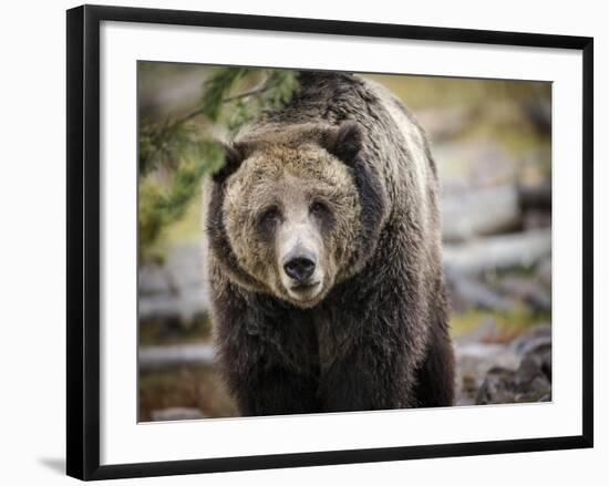 Brown Bear, Grizzly, Ursus Arctos, West Yellowstone, Montana-Maresa Pryor-Framed Photographic Print