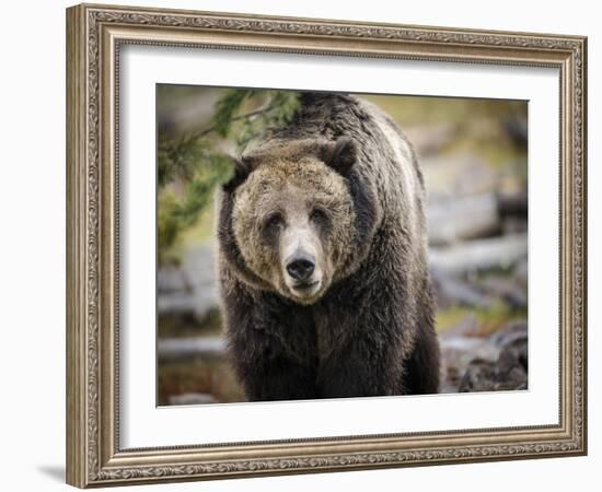 Brown Bear, Grizzly, Ursus Arctos, West Yellowstone, Montana-Maresa Pryor-Framed Photographic Print