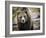 Brown Bear, Grizzly, Ursus Arctos, West Yellowstone, Montana-Maresa Pryor-Framed Photographic Print