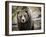 Brown Bear, Grizzly, Ursus Arctos, West Yellowstone, Montana-Maresa Pryor-Framed Photographic Print