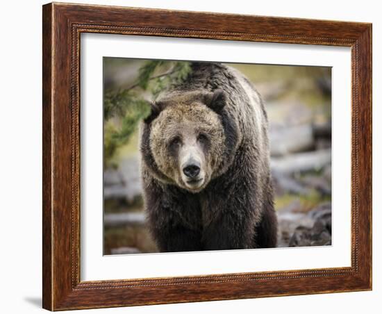 Brown Bear, Grizzly, Ursus Arctos, West Yellowstone, Montana-Maresa Pryor-Framed Photographic Print