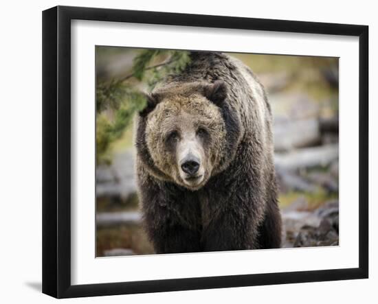 Brown Bear, Grizzly, Ursus Arctos, West Yellowstone, Montana-Maresa Pryor-Framed Photographic Print