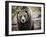 Brown Bear, Grizzly, Ursus Arctos, West Yellowstone, Montana-Maresa Pryor-Framed Photographic Print