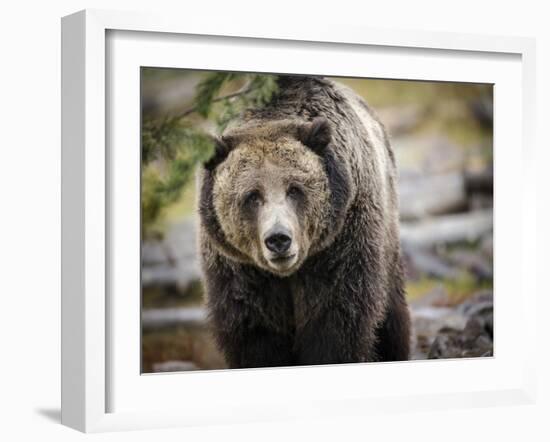 Brown Bear, Grizzly, Ursus Arctos, West Yellowstone, Montana-Maresa Pryor-Framed Photographic Print