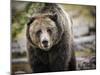 Brown Bear, Grizzly, Ursus Arctos, West Yellowstone, Montana-Maresa Pryor-Mounted Photographic Print