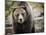 Brown Bear, Grizzly, Ursus Arctos, West Yellowstone, Montana-Maresa Pryor-Mounted Photographic Print