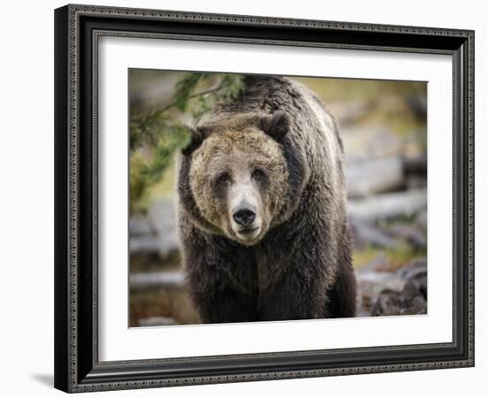 Brown Bear, Grizzly, Ursus Arctos, West Yellowstone, Montana-Maresa Pryor-Framed Photographic Print