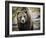 Brown Bear, Grizzly, Ursus Arctos, West Yellowstone, Montana-Maresa Pryor-Framed Photographic Print