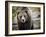 Brown Bear, Grizzly, Ursus Arctos, West Yellowstone, Montana-Maresa Pryor-Framed Photographic Print