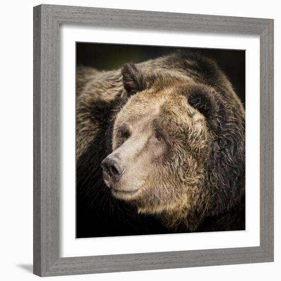 Brown Bear, Grizzly, Ursus Arctos, West Yellowstone, Montana-Maresa Pryor-Framed Photographic Print