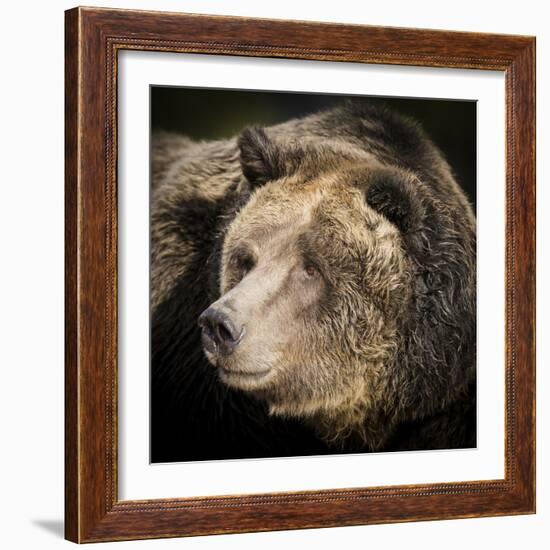 Brown Bear, Grizzly, Ursus Arctos, West Yellowstone, Montana-Maresa Pryor-Framed Photographic Print