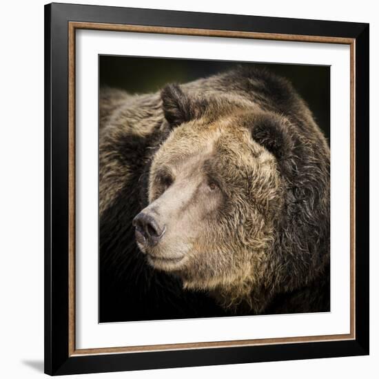 Brown Bear, Grizzly, Ursus Arctos, West Yellowstone, Montana-Maresa Pryor-Framed Photographic Print