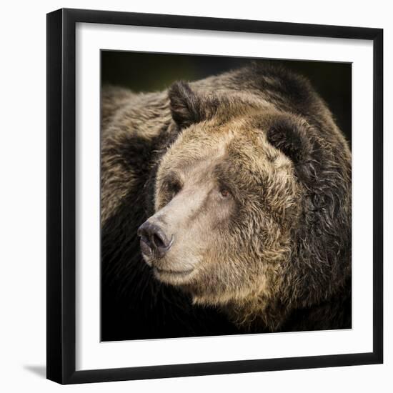 Brown Bear, Grizzly, Ursus Arctos, West Yellowstone, Montana-Maresa Pryor-Framed Photographic Print