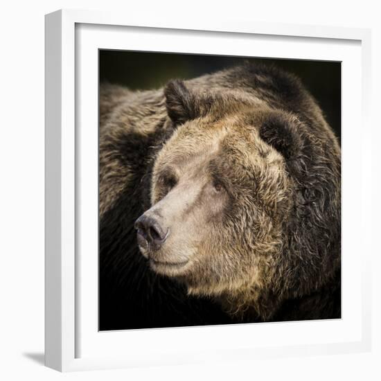 Brown Bear, Grizzly, Ursus Arctos, West Yellowstone, Montana-Maresa Pryor-Framed Photographic Print