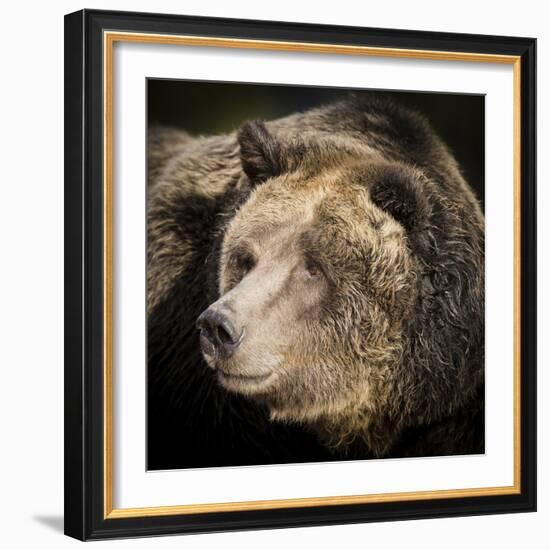 Brown Bear, Grizzly, Ursus Arctos, West Yellowstone, Montana-Maresa Pryor-Framed Photographic Print