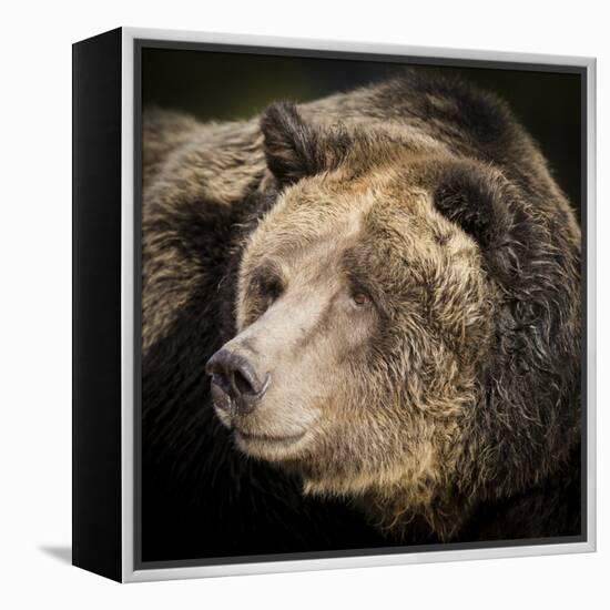 Brown Bear, Grizzly, Ursus Arctos, West Yellowstone, Montana-Maresa Pryor-Framed Premier Image Canvas