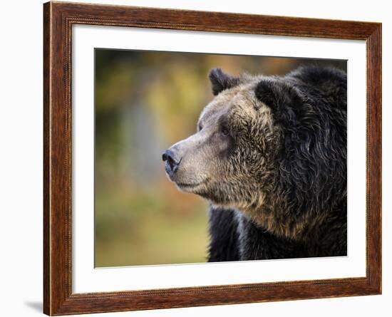 Brown Bear, Grizzly, Ursus Arctos, West Yellowstone, Montana-Maresa Pryor-Framed Photographic Print