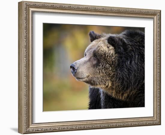 Brown Bear, Grizzly, Ursus Arctos, West Yellowstone, Montana-Maresa Pryor-Framed Photographic Print