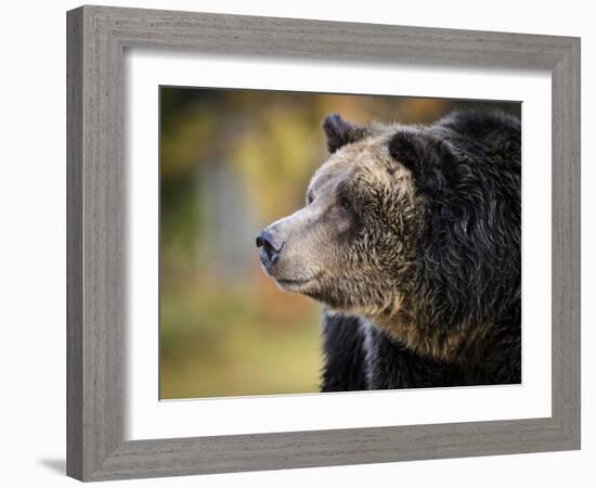 Brown Bear, Grizzly, Ursus Arctos, West Yellowstone, Montana-Maresa Pryor-Framed Photographic Print