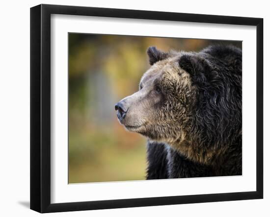 Brown Bear, Grizzly, Ursus Arctos, West Yellowstone, Montana-Maresa Pryor-Framed Photographic Print