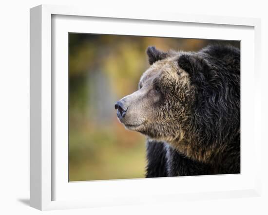 Brown Bear, Grizzly, Ursus Arctos, West Yellowstone, Montana-Maresa Pryor-Framed Photographic Print