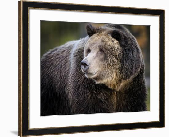 Brown Bear, Grizzly, Ursus arctos, Yellowstone, Montana.-Maresa Pryor-Framed Photographic Print