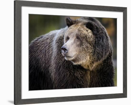 Brown Bear, Grizzly, Ursus arctos, Yellowstone, Montana.-Maresa Pryor-Framed Photographic Print