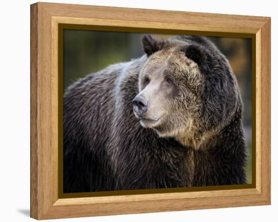 Brown Bear, Grizzly, Ursus arctos, Yellowstone, Montana.-Maresa Pryor-Framed Premier Image Canvas