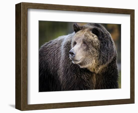 Brown Bear, Grizzly, Ursus arctos, Yellowstone, Montana.-Maresa Pryor-Framed Photographic Print