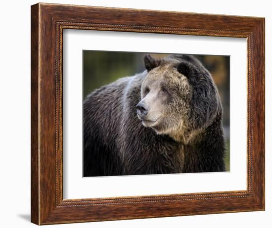 Brown Bear, Grizzly, Ursus arctos, Yellowstone, Montana.-Maresa Pryor-Framed Photographic Print