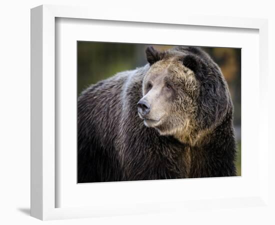 Brown Bear, Grizzly, Ursus arctos, Yellowstone, Montana.-Maresa Pryor-Framed Photographic Print