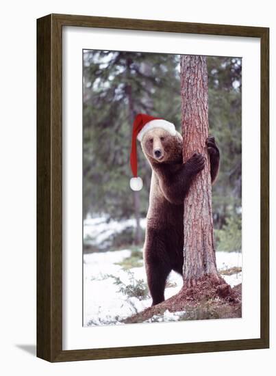 Brown Bear Hugging Tree, Wearing Christmas Hat-null-Framed Photographic Print