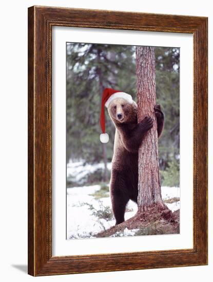 Brown Bear Hugging Tree, Wearing Christmas Hat-null-Framed Photographic Print