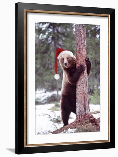 Brown Bear Hugging Tree, Wearing Christmas Hat-null-Framed Photographic Print