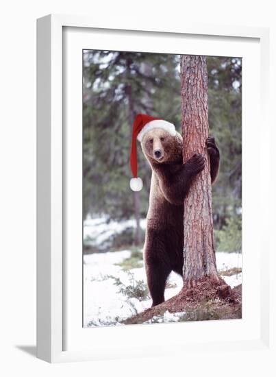 Brown Bear Hugging Tree, Wearing Christmas Hat-null-Framed Photographic Print