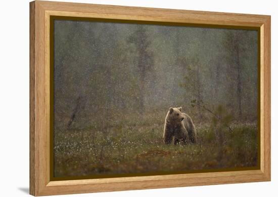 Brown bear in a snow shower, Finland-Danny Green-Framed Premier Image Canvas