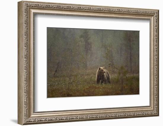 Brown bear in a snow shower, Finland-Danny Green-Framed Photographic Print