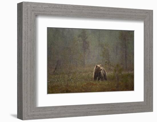 Brown bear in a snow shower, Finland-Danny Green-Framed Photographic Print